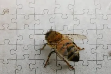 MARSU jigsaw puzzle