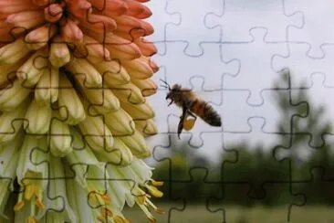 MARSU jigsaw puzzle