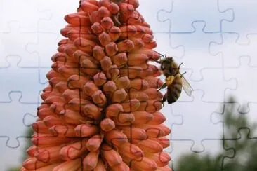 MARSU jigsaw puzzle