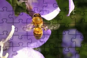 MARSU jigsaw puzzle