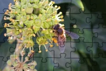 MARSU jigsaw puzzle