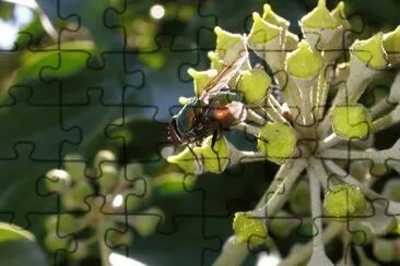 MARSU jigsaw puzzle