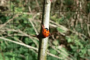 MARSU jigsaw puzzle