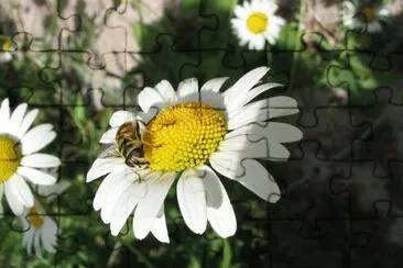 MARSU jigsaw puzzle