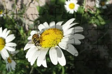 MARSU jigsaw puzzle
