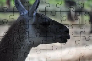 MARSU jigsaw puzzle