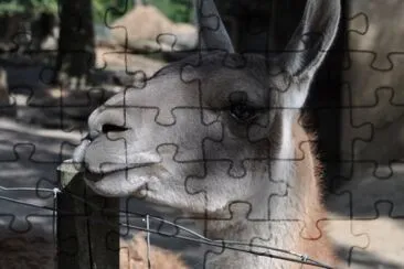 MARSU jigsaw puzzle