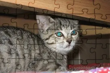 CAT: GINNY