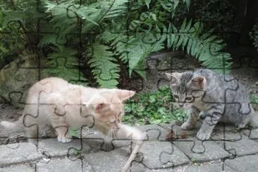 פאזל של CATS: CAMUT GINNY