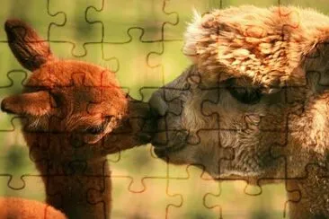 alpacas jigsaw puzzle