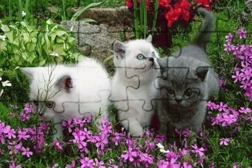 gatinhos jigsaw puzzle