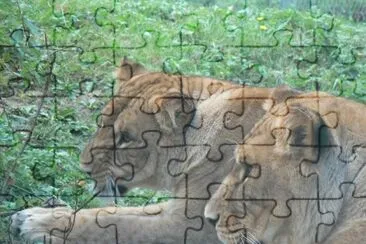 MARSU jigsaw puzzle