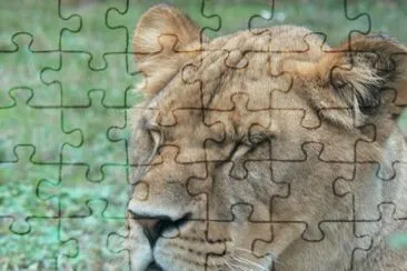 MARSU jigsaw puzzle