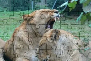 MARSU jigsaw puzzle