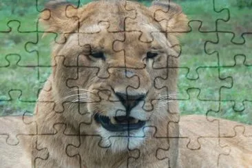 MARSU jigsaw puzzle