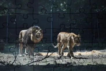 MARSU jigsaw puzzle