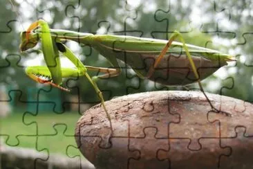 MARSU jigsaw puzzle