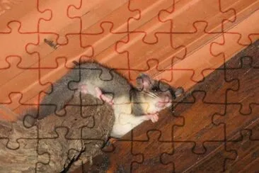 MARSU jigsaw puzzle