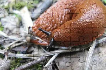 MARSU jigsaw puzzle