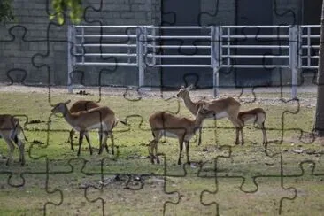 MARSU jigsaw puzzle