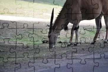 MARSU jigsaw puzzle