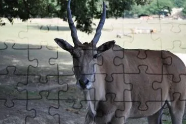 MARSU jigsaw puzzle