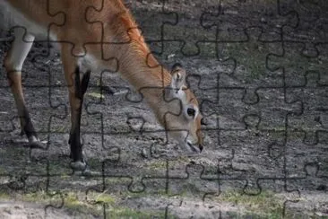 MARSU jigsaw puzzle