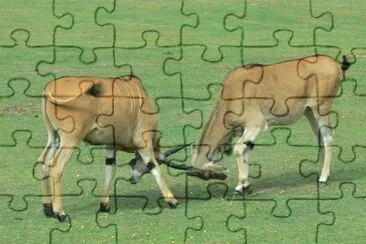 MARSU jigsaw puzzle