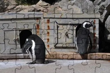 MARSU jigsaw puzzle