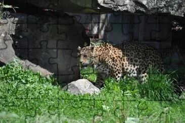 MARSU jigsaw puzzle