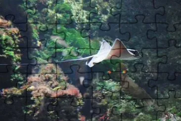 MARSU jigsaw puzzle
