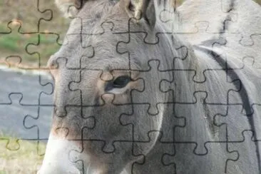 MARSU jigsaw puzzle
