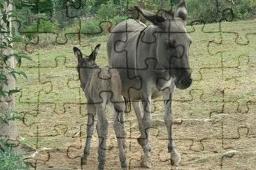 MARSU jigsaw puzzle