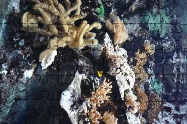 MARSU jigsaw puzzle