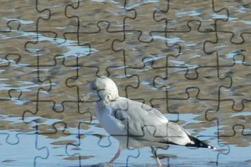 MARSU jigsaw puzzle
