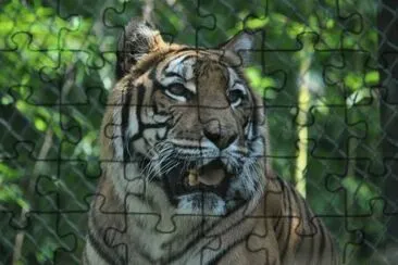 MARSU jigsaw puzzle