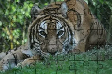 MARSU jigsaw puzzle