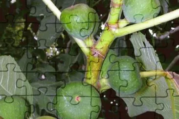 MARSU jigsaw puzzle