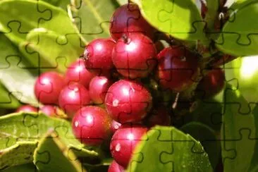 MARSU jigsaw puzzle