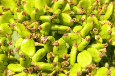 MARSU jigsaw puzzle