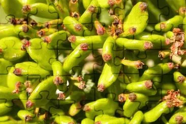 MARSU jigsaw puzzle