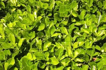 MARSU jigsaw puzzle