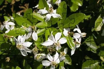 MARSU jigsaw puzzle