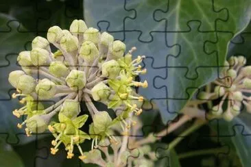 MARSU jigsaw puzzle