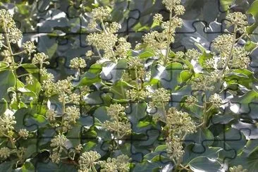 MARSU jigsaw puzzle