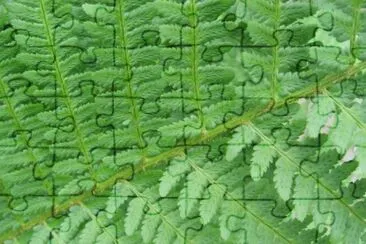 MARSU jigsaw puzzle