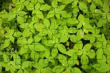MARSU jigsaw puzzle