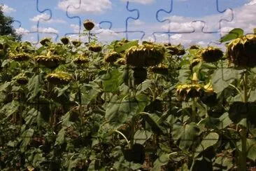 MARSU jigsaw puzzle