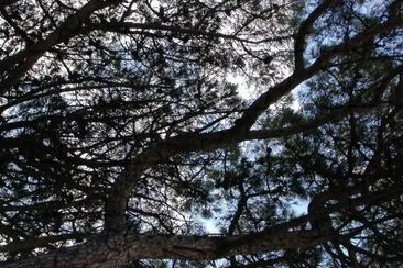MARSU