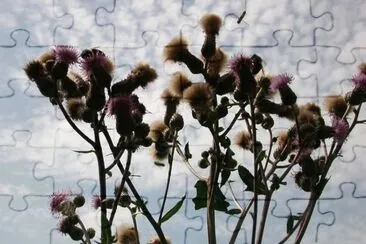 MARSU jigsaw puzzle
